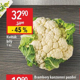 Květák bílý
