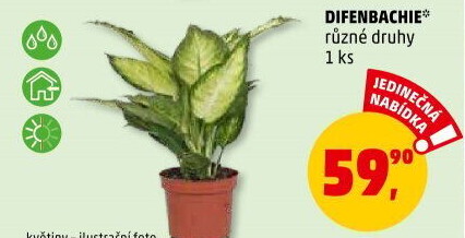 Difenbachie