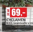 Cyclamen K12