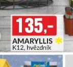 Amaryllis K12