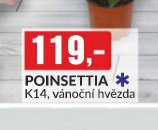Poinsettia K14