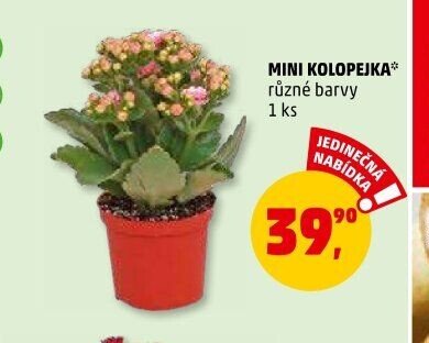 MINI KOLOPEJKA