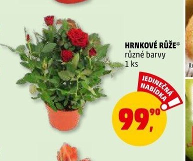 HRNKOVÉ RŮŽE