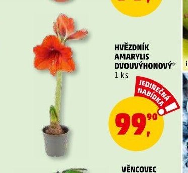 HVĚZDNÍK AMARYLIS DVOUVÝHOHONÝ