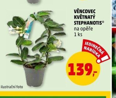 VĚNOVEC KVĚTNATÝ STEPHANOTIS