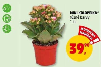 Kalanchoe - Kolopejka