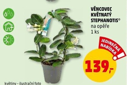 Věncovec - stephanotis