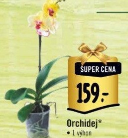 Orchidej
