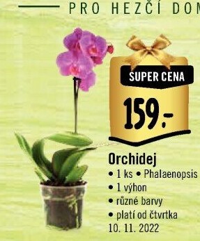 Orchidej