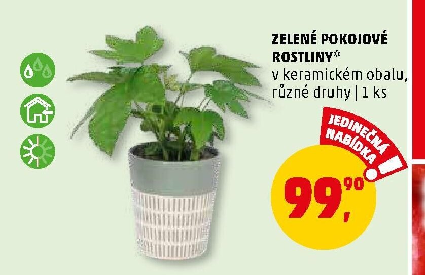 ZELENÉ POKOJOVÉ ROSTLINY