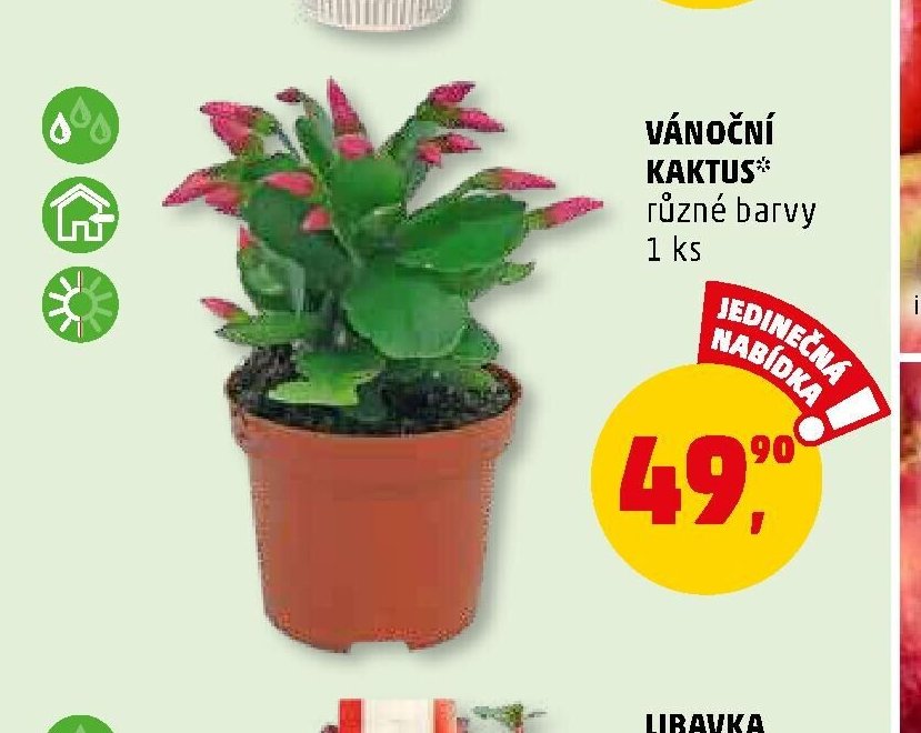 VÁNOČNÍ KAKTUS