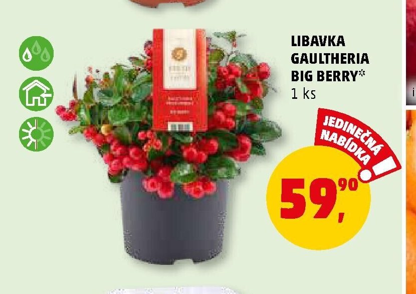 LIBAVKA GAULTHERIA BIG BERRY