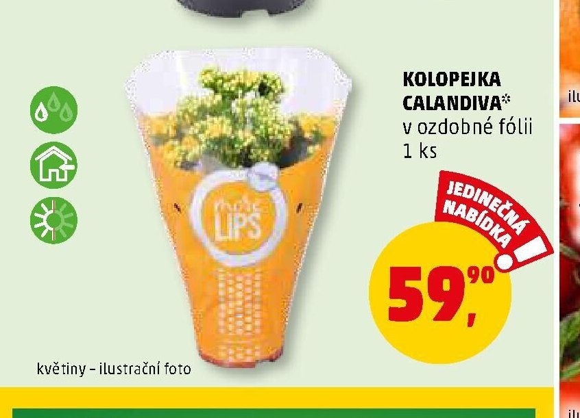 KOLOPEJKA CALANDIVA