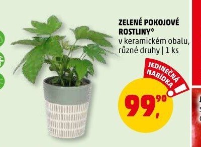 ZELENÉ POKOJOVÉ ROSTLINY