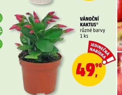 VÁNOČNÍ KAKTUS