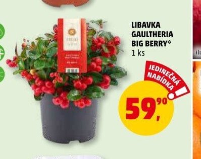 LIBAVKA GAULTHERIA BIG BERRY