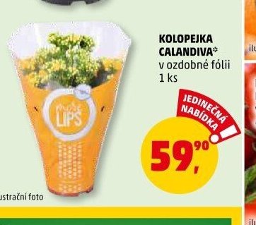 KOLOPEJKA CALANDIVA