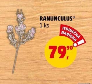 RANUNCULUS
