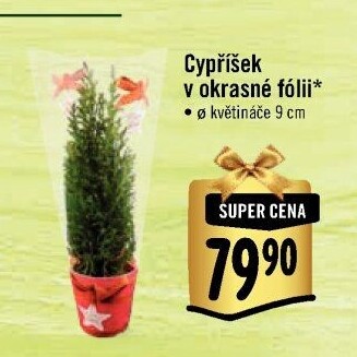 Chamarcyparis - Cypřišek