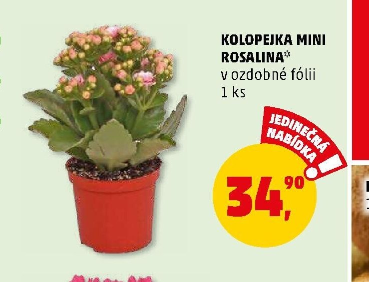KOLOPEJKA MINI ROSALINA