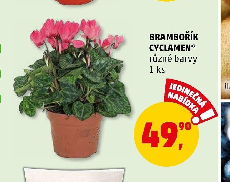 BRAMBOŘÍK CYCLAMEN