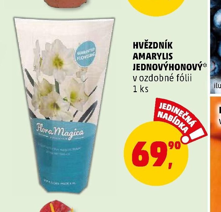 HVĚZDNÍK AMARYLIS JEDNOYHONOVÝ