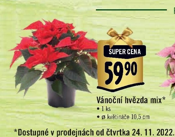 Vánoční hvězda mix
