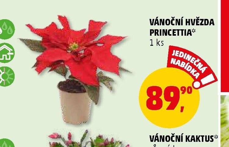 Vánoční hvězda Princettia