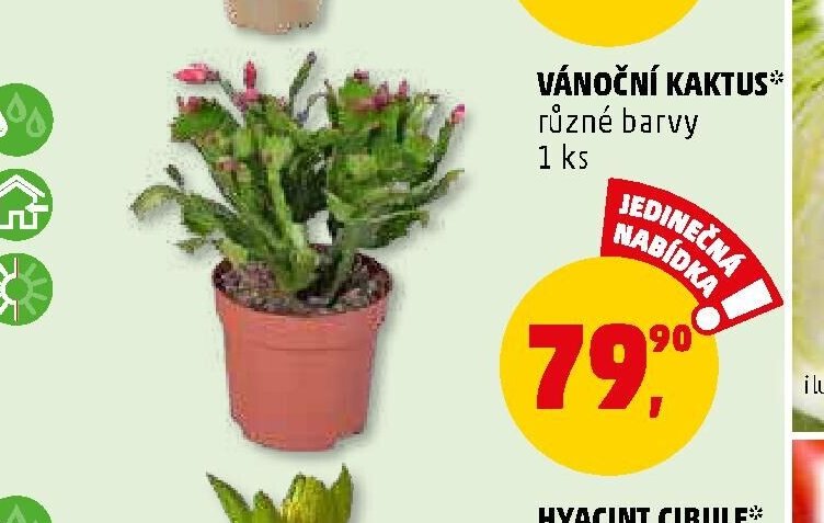 Vánoční kaktus
