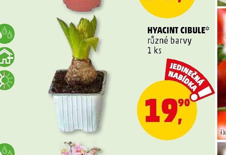 Hyacint cibule