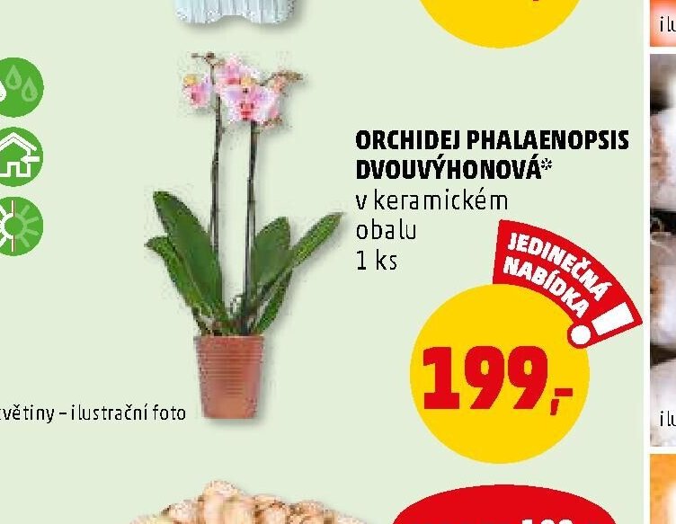 Orchidej Phalaenopsis dvouvýhonová