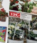 Mini vánoční hvězdy - UNI HOBBY akcniletaky.com