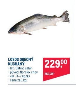 LOSOS OBECNÝ KUCHANÝ