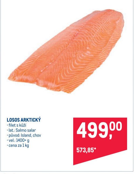 LOSOS ARKTICKÝ