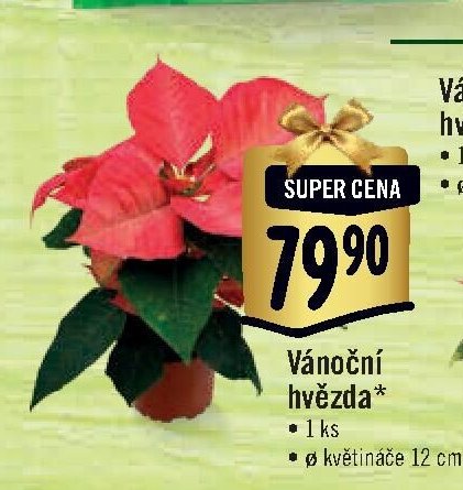 Vánoční hvězda (malá)