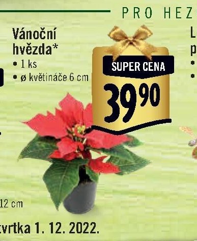 Vánoční hvězda (velká)