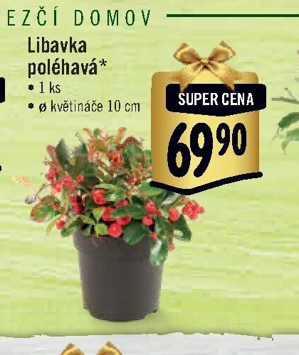 Libavka poléhavá