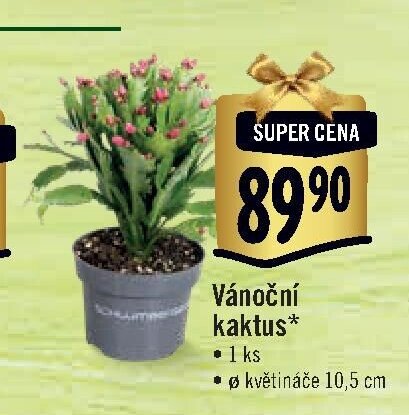 Vánoční kaktus
