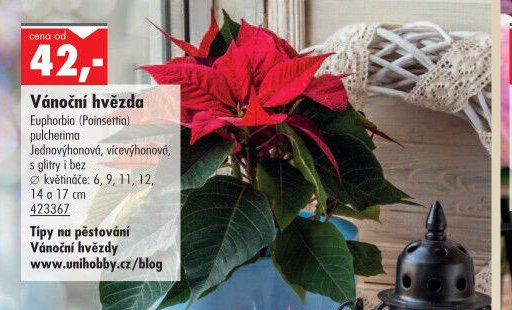 Vánoční hvězda - UNI HOBBY akcniletaky.com