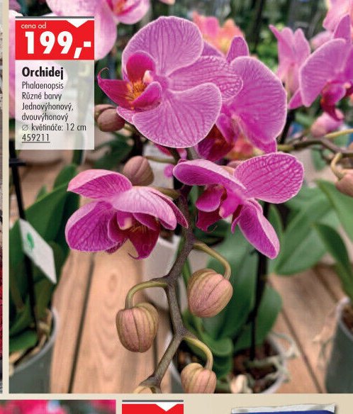 Orchidej - UNI HOBBY akcniletaky.com