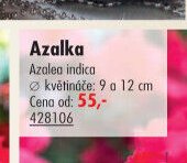 Azalka - UNI HOBBY akcniletaky.com