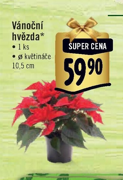 Vánoční hvězda*