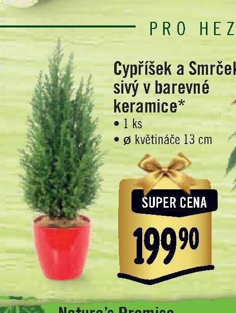 Cypřišek a Smrček sivý v barevné keramice*