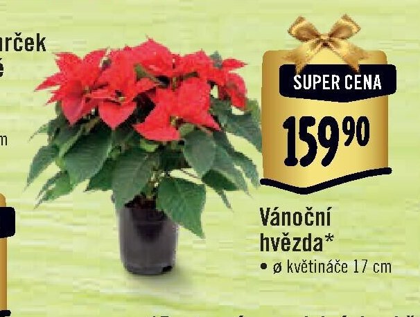 Vánoční hvězda*