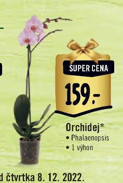 Orchidej*