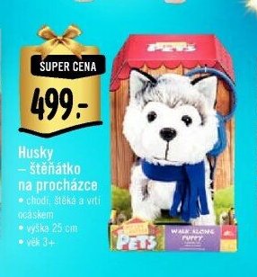 Husky – štěňátko na procházce