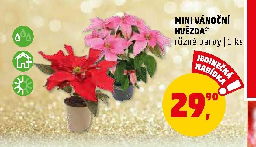 MINI VÁNOČNÍ HVĚZDA