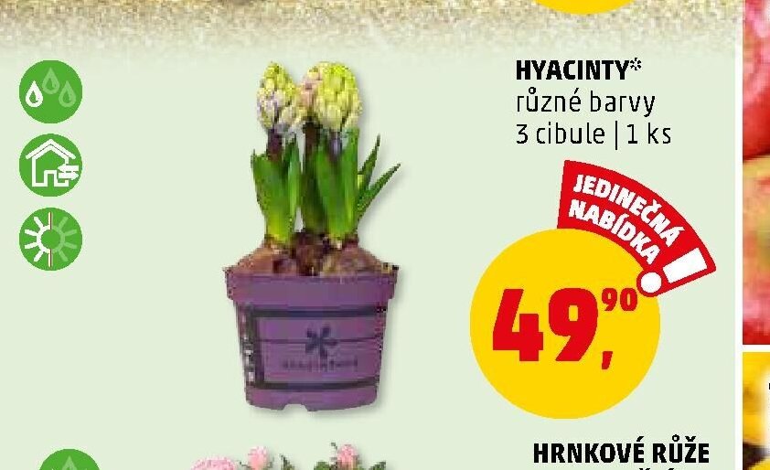 HYACINTY