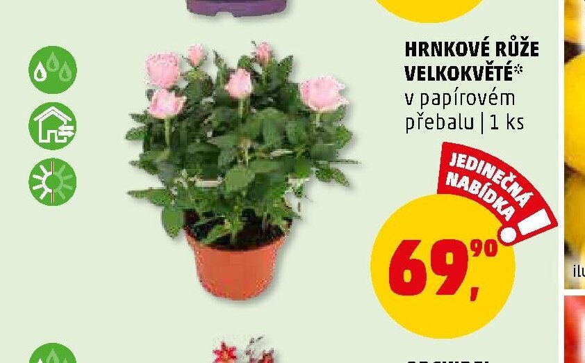 HRNKOVÉ RŮŽE VELKOKVĚTÉ