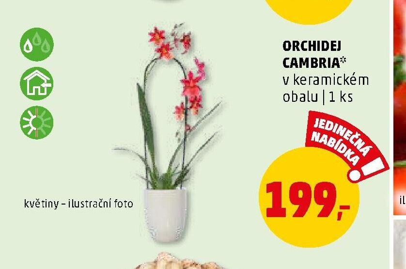 ORCHIDEJ CAMBRIA